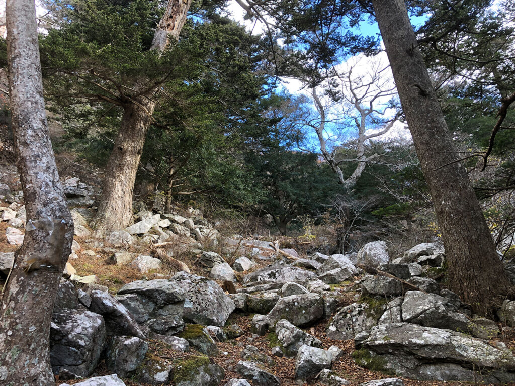 黄金山神社 登山道